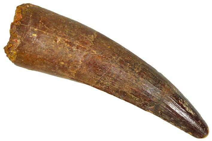 Fossil Spinosaurus Tooth - Real Dinosaur Tooth #365631